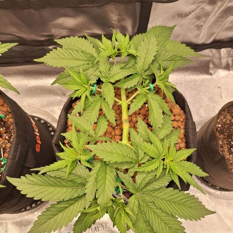 L.A. Confidential growlog timeline photo