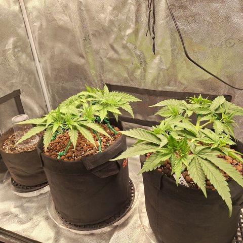 L.A. Confidential growlog photo: Keeping them short!