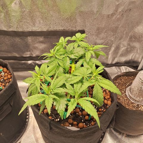 L.A. Confidential growlog timeline photo