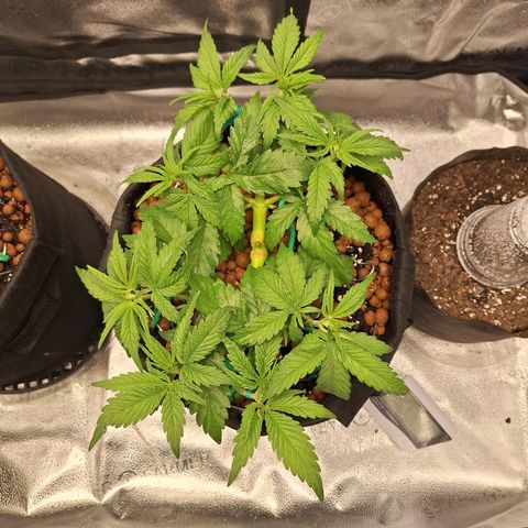 L.A. Confidential growlog timeline photo