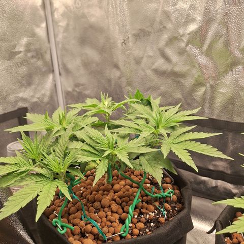 L.A. Confidential growlog timeline photo
