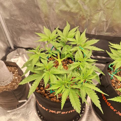 L.A. Confidential growlog timeline photo