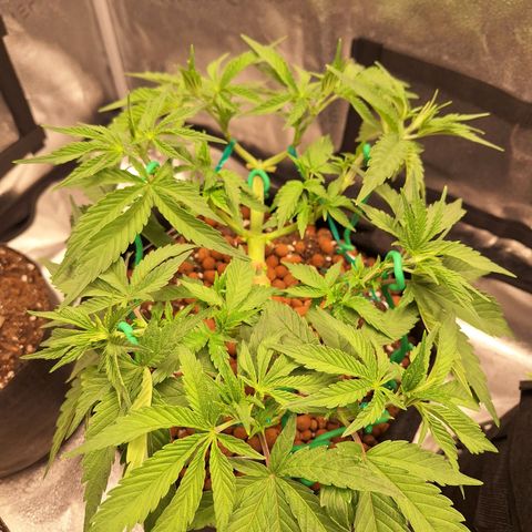 L.A. Confidential growlog timeline photo
