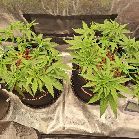 L.A. Confidential growlog timeline photo