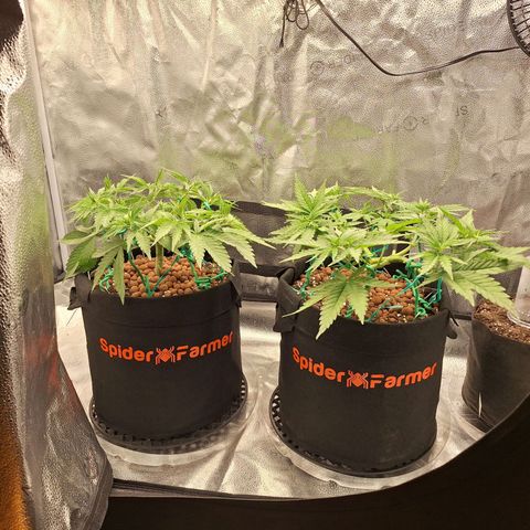 L.A. Confidential growlog timeline photo