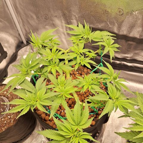 L.A. Confidential growlog photo: Heavy deformation on this one