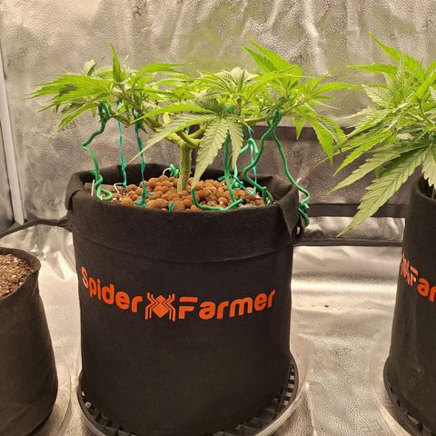 L.A. Confidential growlog photo: Heavy deformation on this one
