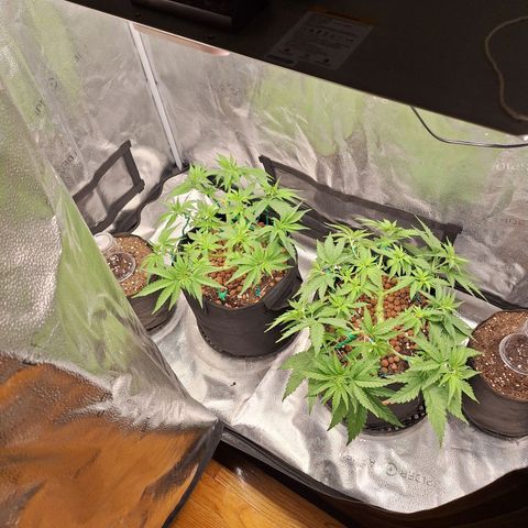 L.A. Confidential growlog timeline photo