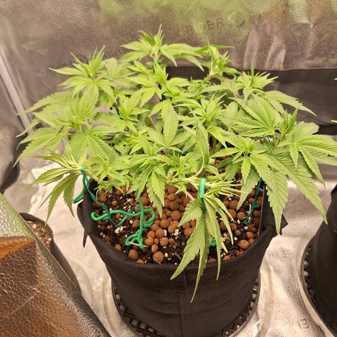L.A. Confidential growlog timeline photo