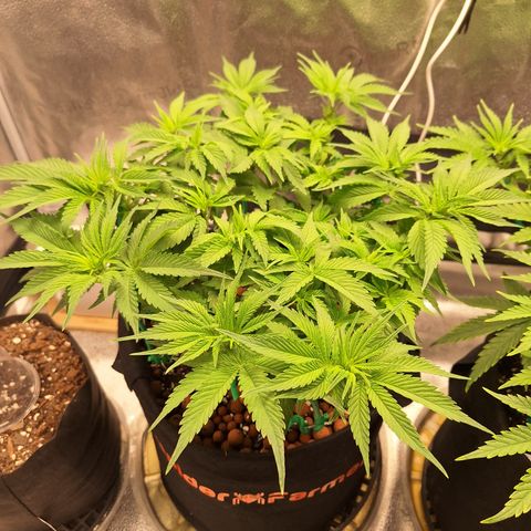 L.A. Confidential growlog timeline photo