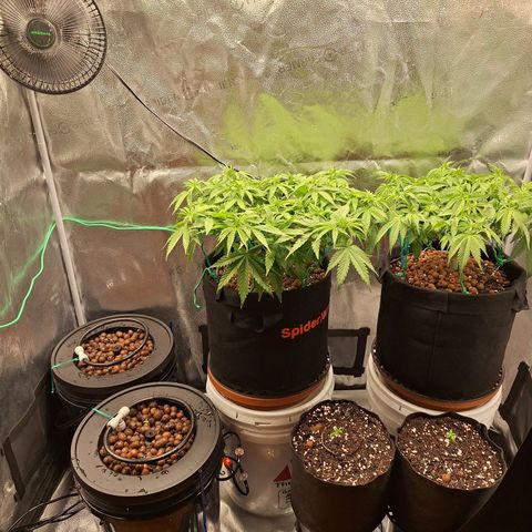 L.A. Confidential growlog photo: New hydro setup