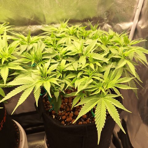 L.A. Confidential growlog timeline photo