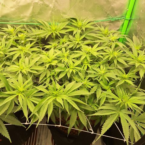 L.A. Confidential growlog timeline photo