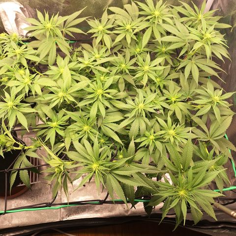 L.A. Confidential growlog timeline photo
