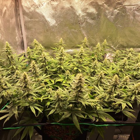 L.A. Confidential growlog timeline photo