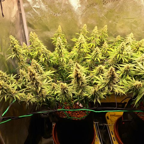 L.A. Confidential growlog timeline photo