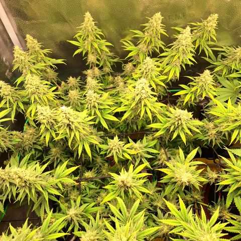 L.A. Confidential growlog photo: Pre-harvest defoliation