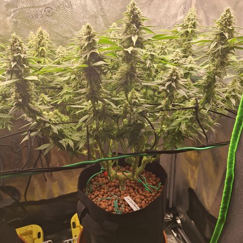 L.A. Confidential growlog timeline photo