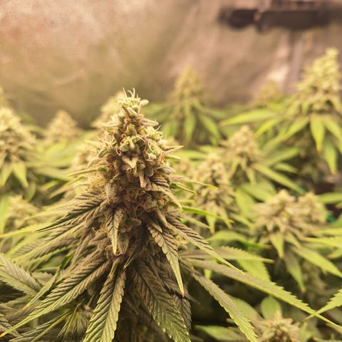 L.A. Confidential growlog timeline photo