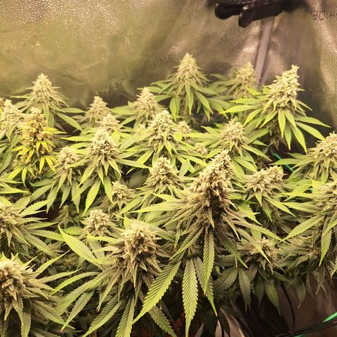 L.A. Confidential growlog timeline photo