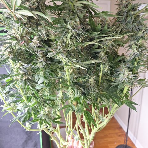 L.A. Confidential growlog timeline photo