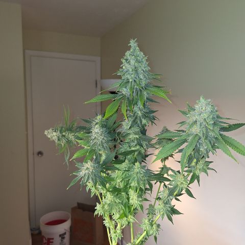 L.A. Confidential growlog photo: One of 8 colas with its side branches intact 