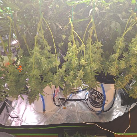 L.A. Confidential growlog timeline photo