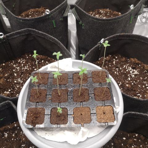 Purple Amnesia groß  growlog photo: Alle umgetopft. 