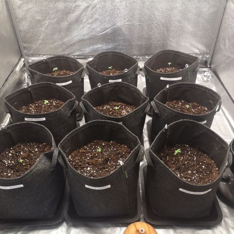 Purple Amnesia groß  growlog photo: Alle umgetopft. 