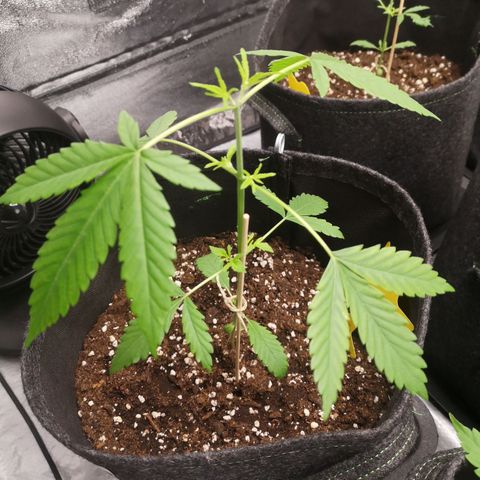 Banana Purple Punch growlog timeline photo