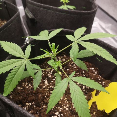 Purple Amnesia groß  growlog timeline photo