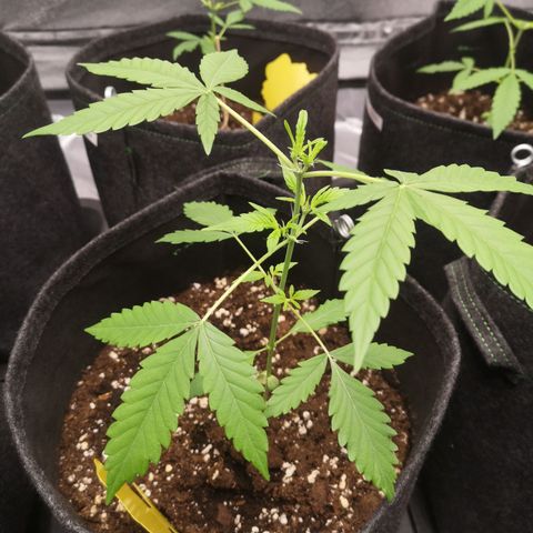 Purple Amnesia buschig  growlog timeline photo