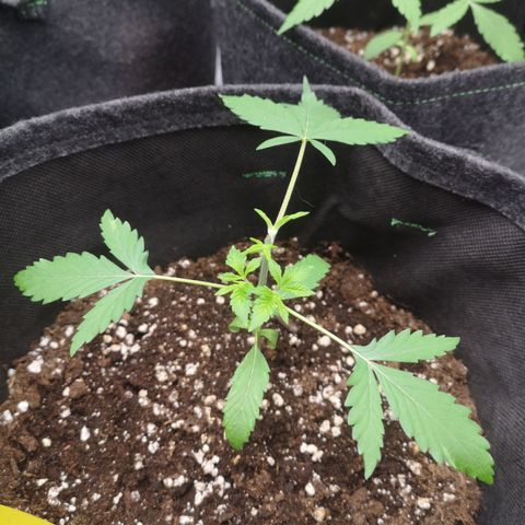 Sour Diesel growlog timeline photo