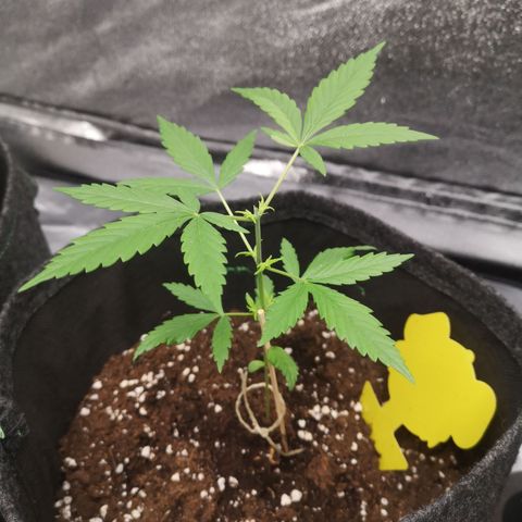 Lemon Cherry Cookies (Bella)  growlog timeline photo