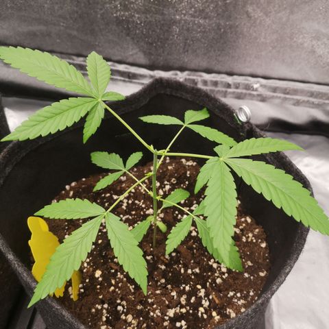 Sour Diesel growlog timeline photo