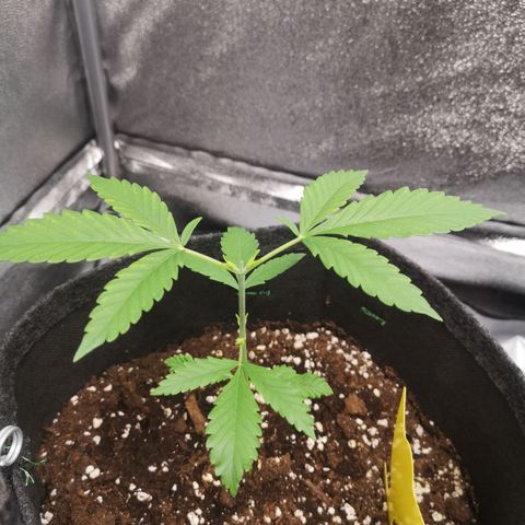 Gorilla Cookies  growlog timeline photo