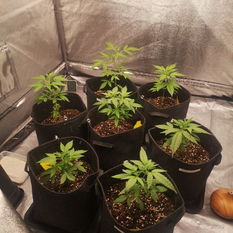 Purple Amnesia groß  growlog photo: Lampe näher dran, Licht angepasst 