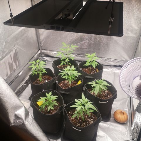 Purple Amnesia groß  growlog photo: Lampe näher dran, Licht angepasst 