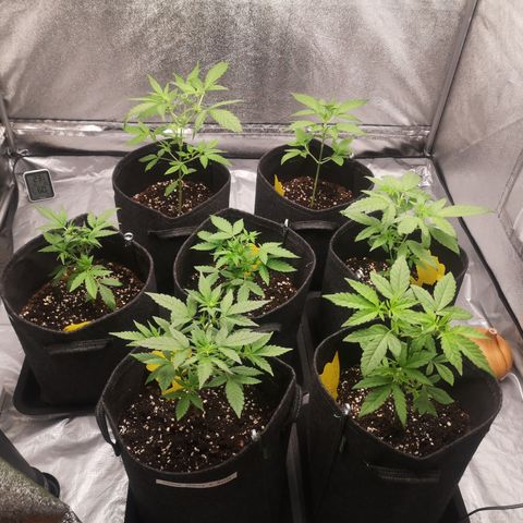 Purple Amnesia groß  growlog timeline photo