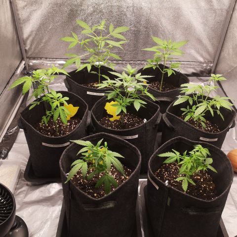 Purple Amnesia groß  growlog timeline photo