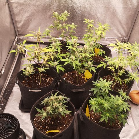 Purple Amnesia groß  growlog timeline photo
