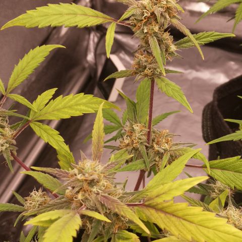 Purple Amnesia groß  growlog timeline photo