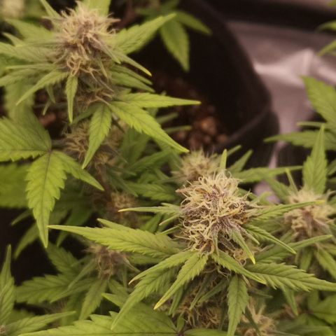 Purple Amnesia groß  growlog timeline photo