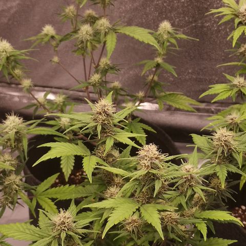 Purple Amnesia groß  growlog timeline photo