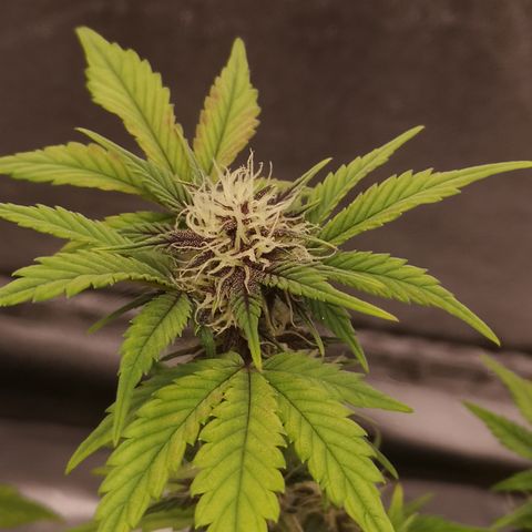 Purple Amnesia groß  growlog timeline photo