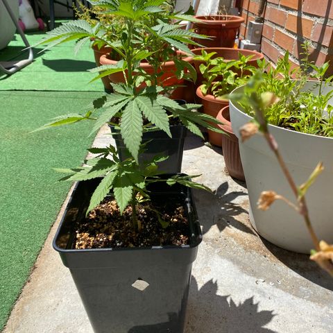 Critical Bilbo  growlog timeline photo
