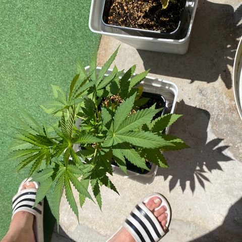 Critical Bilbo  growlog timeline photo