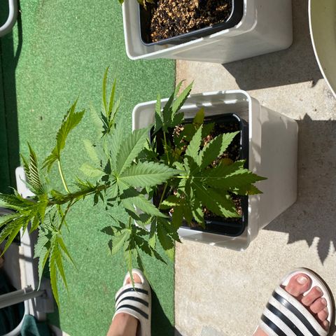 Critical Bilbo  growlog timeline photo