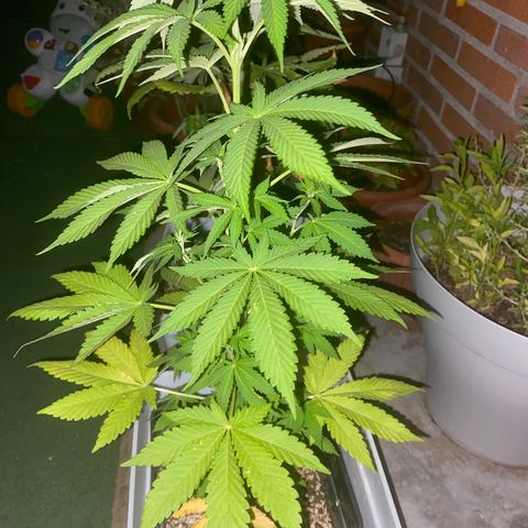 Critical Bilbo  growlog timeline photo