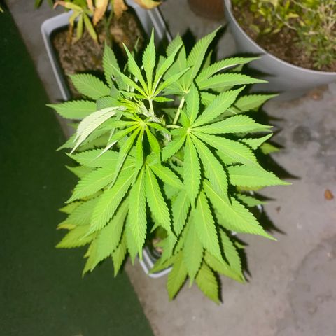 Critical Bilbo  growlog timeline photo